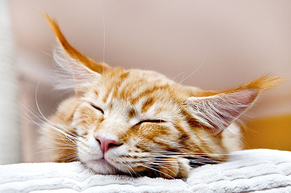 chesapeak-veterinary-referral-center-13.jpg
