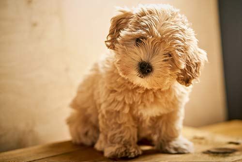 chesapeak-veterinary-referral-center-46.jpg