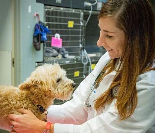 chesapeak-veterinary-referral-center-52.jpg