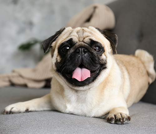 chesapeak-veterinary-referral-center-54.jpg