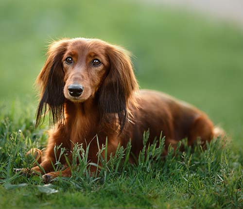 chesapeak-veterinary-referral-center-55.jpg